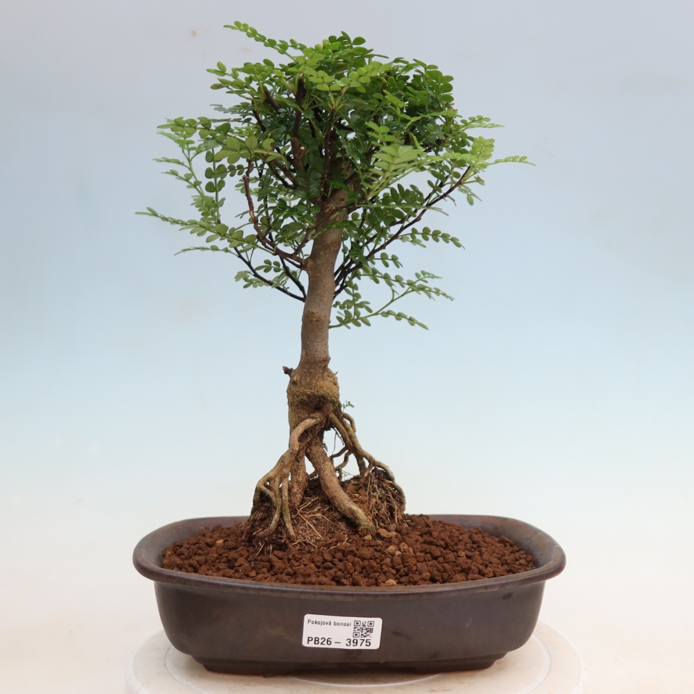 Pokojová bonsai - Zantoxylum piperitum - Pepřovník