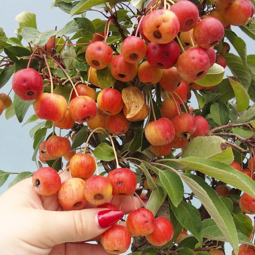 Venkovní bonsai -Malus halliana - Maloplodá jabloň