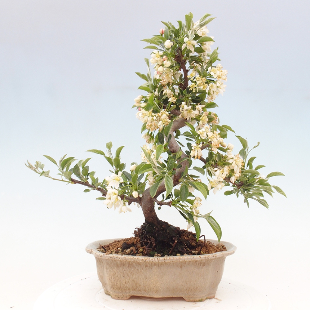 Venkovní bonsai - Malus sargentii -  Maloplodá jabloň