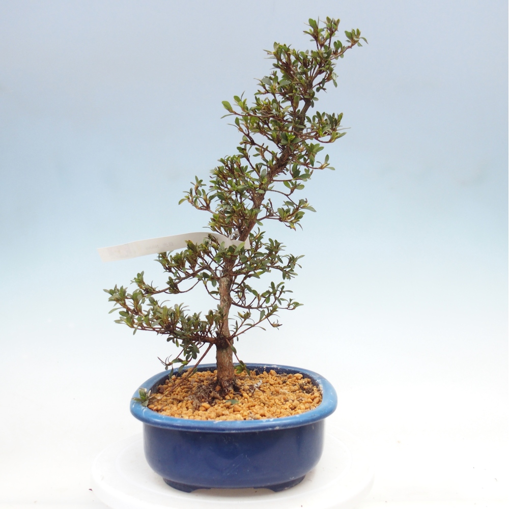 Venkovní bonsai - Japonská azalka - Azalea Nikko