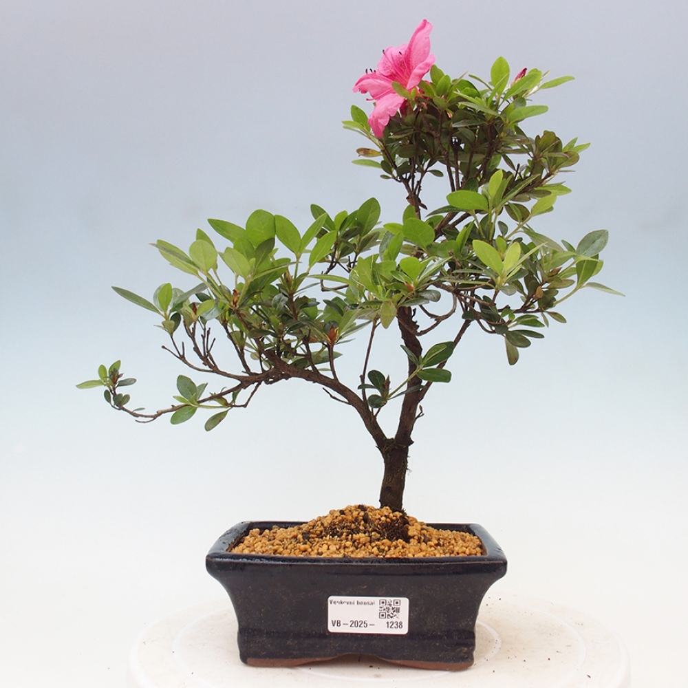 Venkovní bonsai - Japonská azalka - Azalea sp.