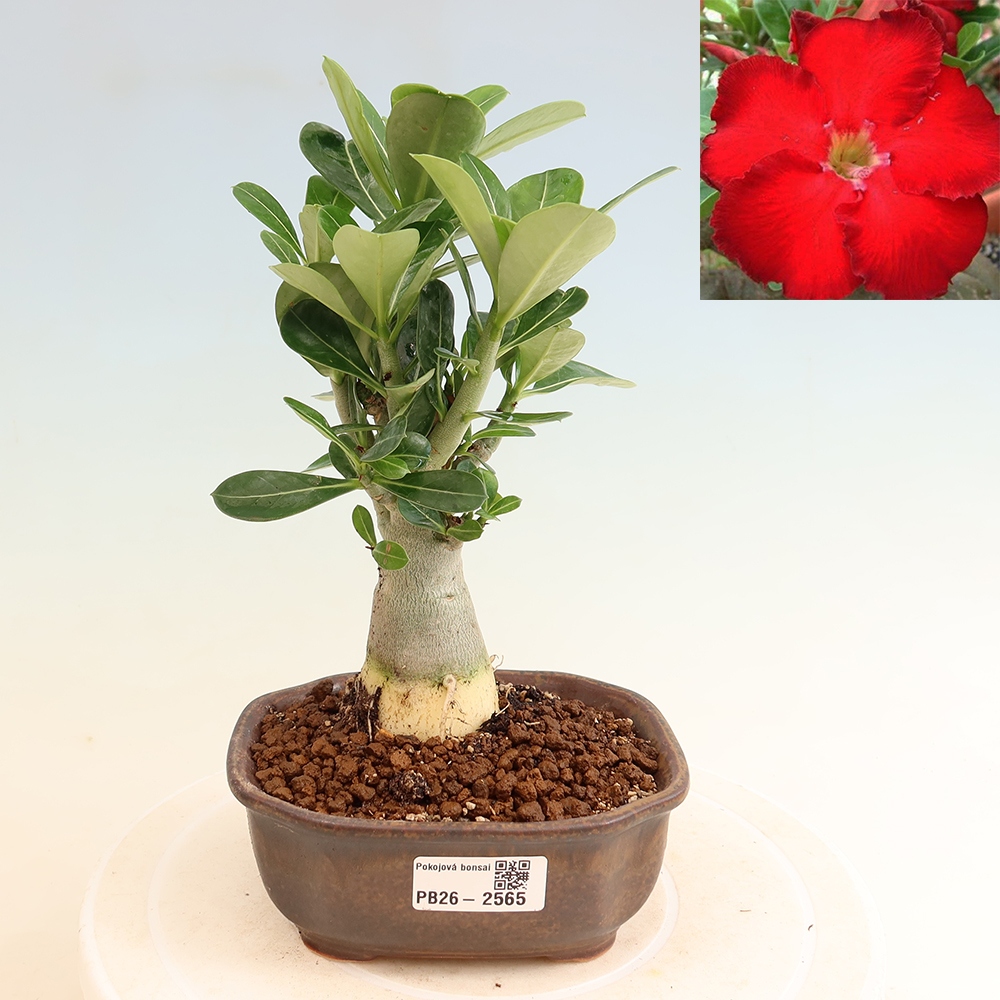 Pokojová bonsai - Adenium obesum Red Star - Pouštní růže