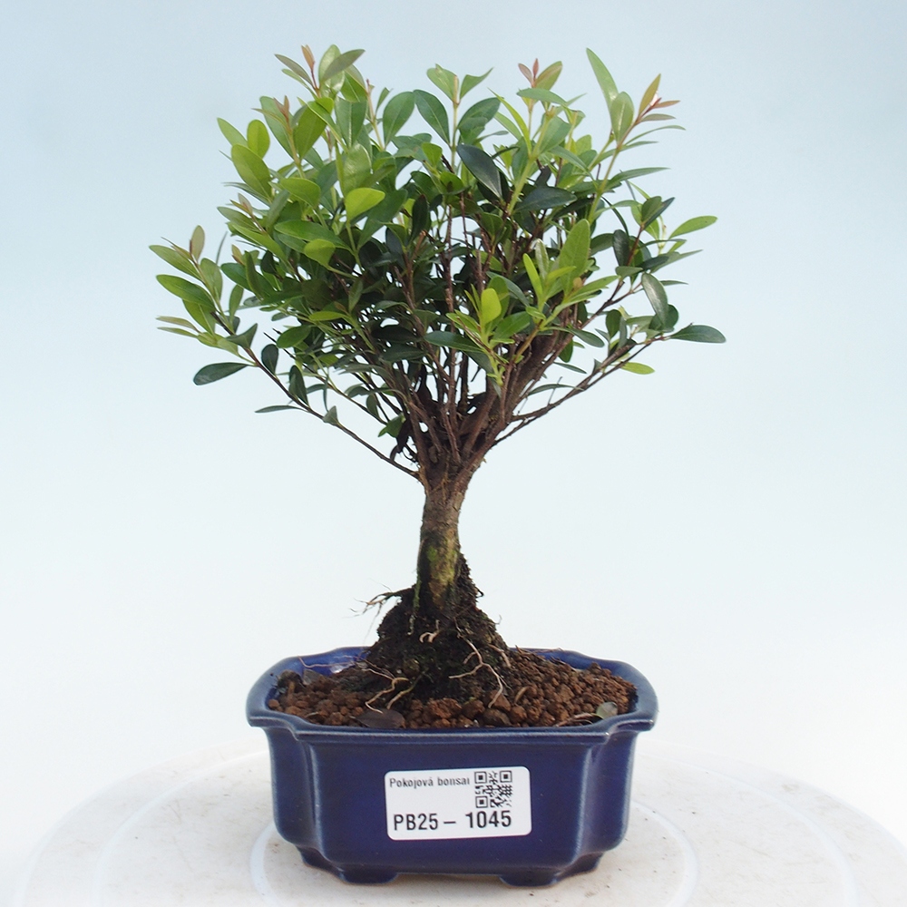 Pokojová bonsai - Syzygium - Pimentovník