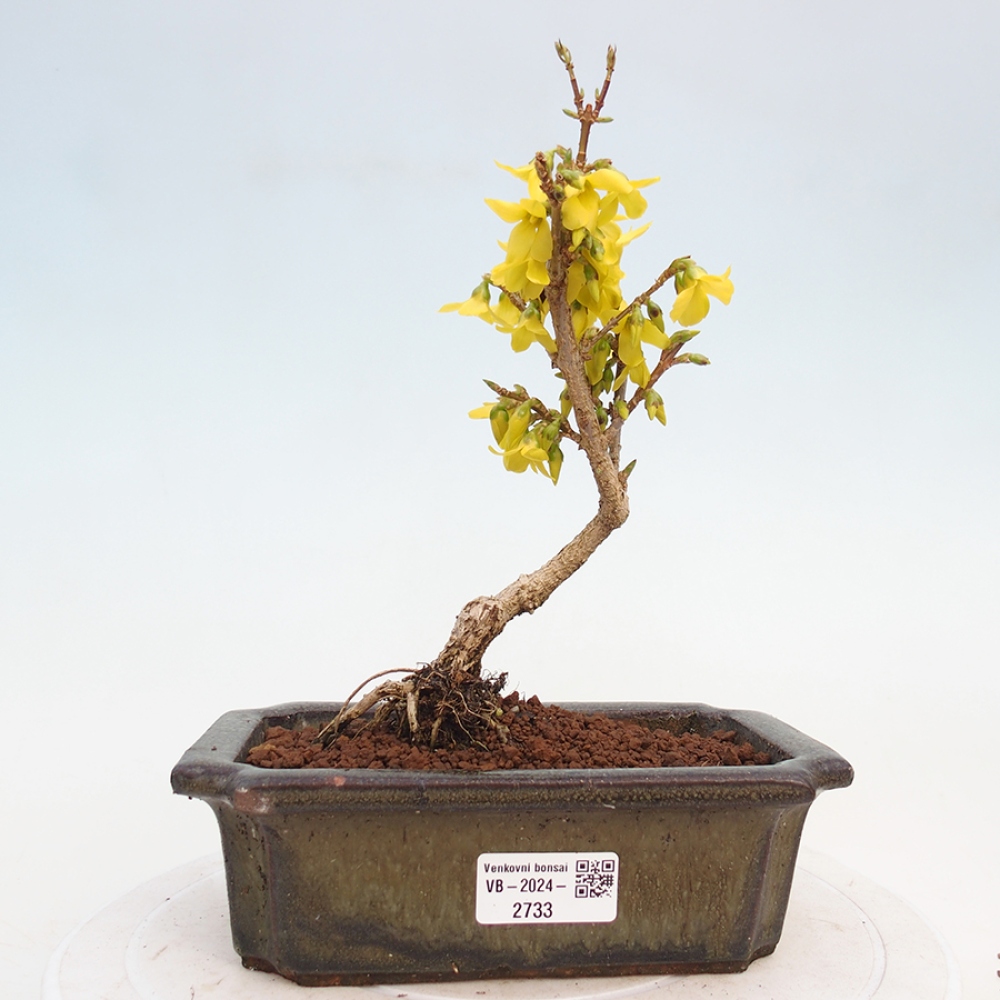 Venkovní bonsai - Zlatice - Forsythia intermedia 