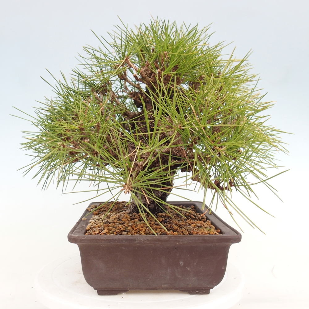 Venkovní bonsai - Pinus thunbergii - Borovice thunbergova