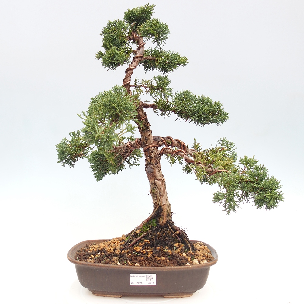 Venkovní bonsai - Juniperus chinensis Kishu -Jalovec čínský