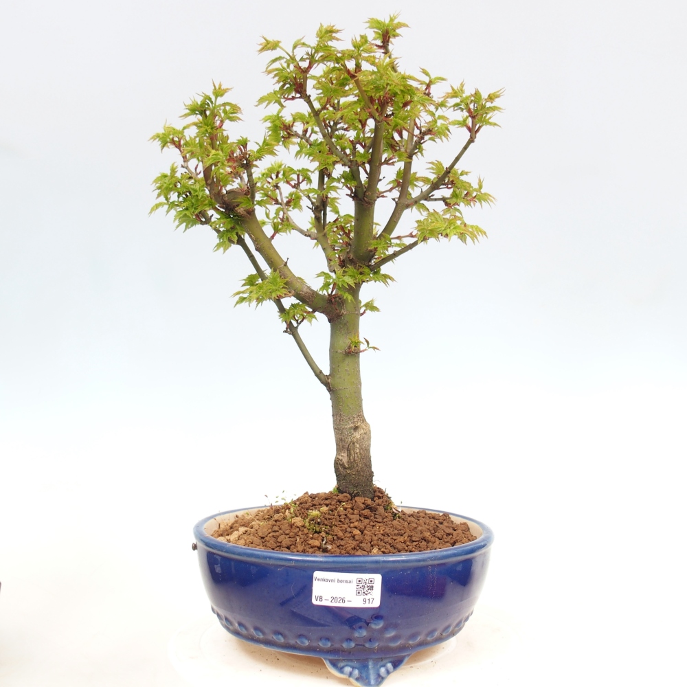 Venkovní bonsai -Javor dlanitolistý Acer palmatum Shishigashira