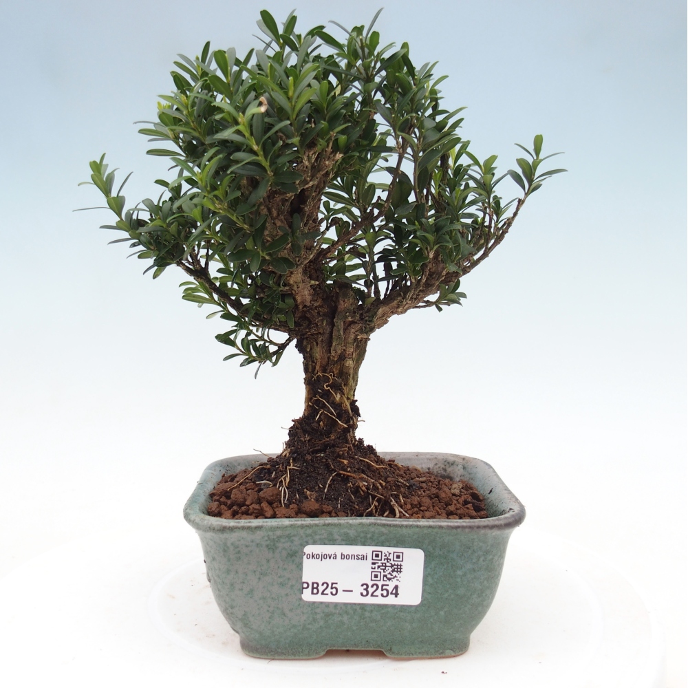 Pokojová bonsai - Buxus harlandii -korkový buxus