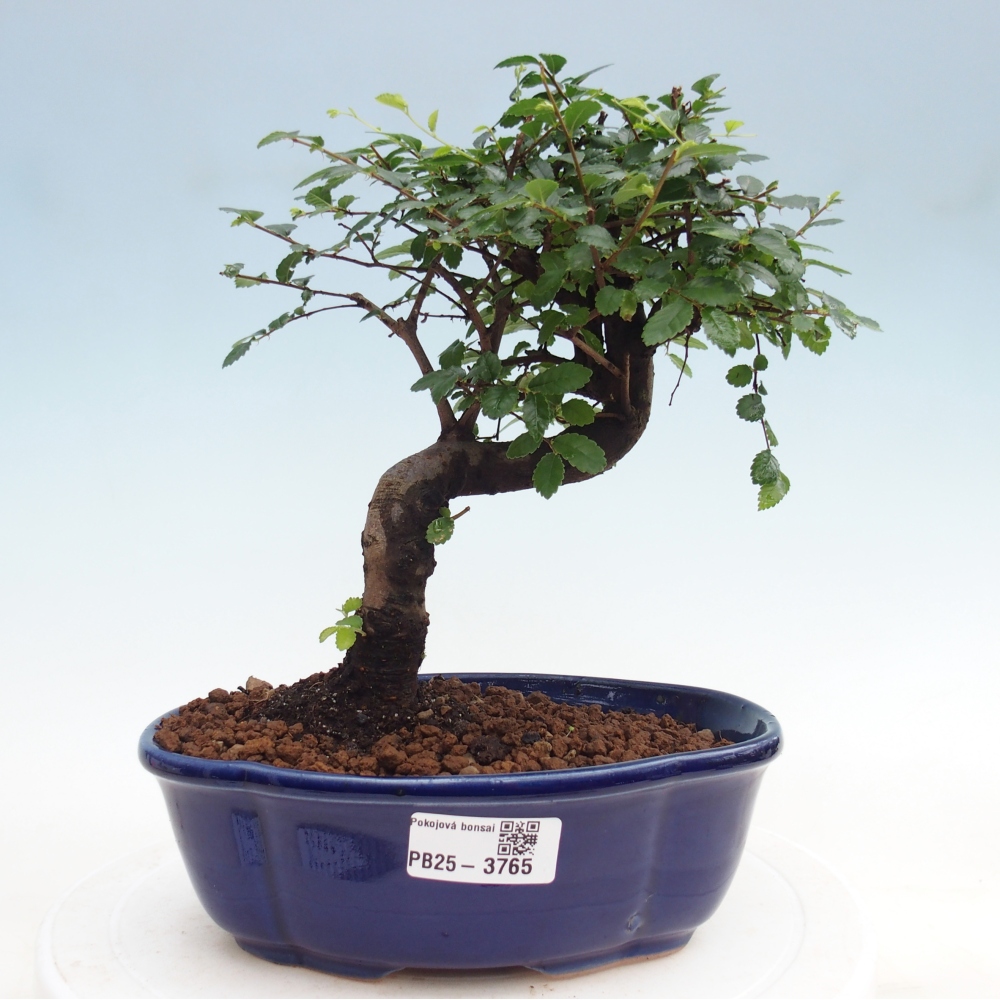 Pokojová bonsai - Ulmus parvifolia - Malolistý jilm