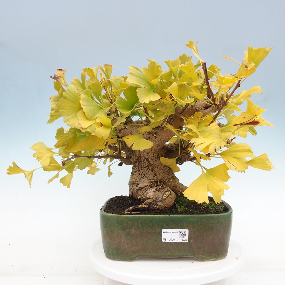 Venkovní bonsai - Jinan dvoulaločný - Ginkgo biloba