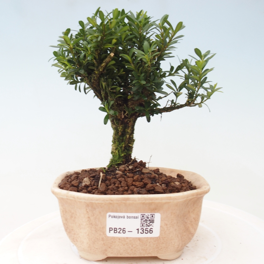 Pokojová bonsai - Buxus harlandii -korkový buxus