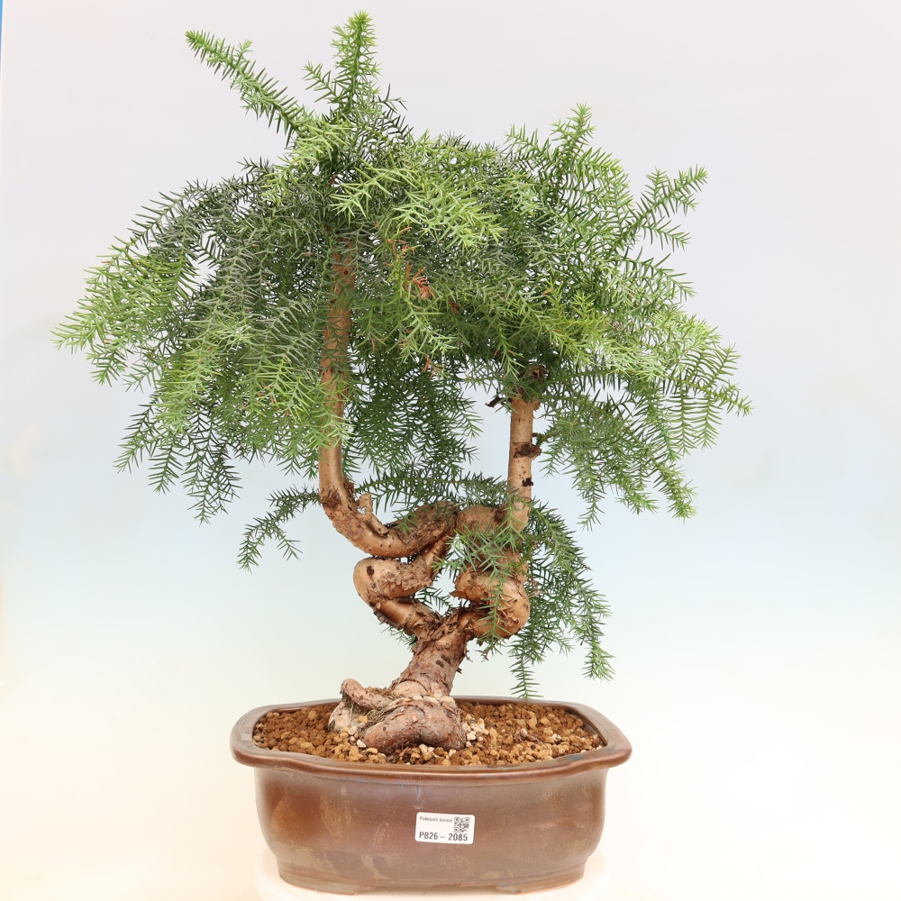 Pokojová bonsai - Araukarie - pokojový smrček