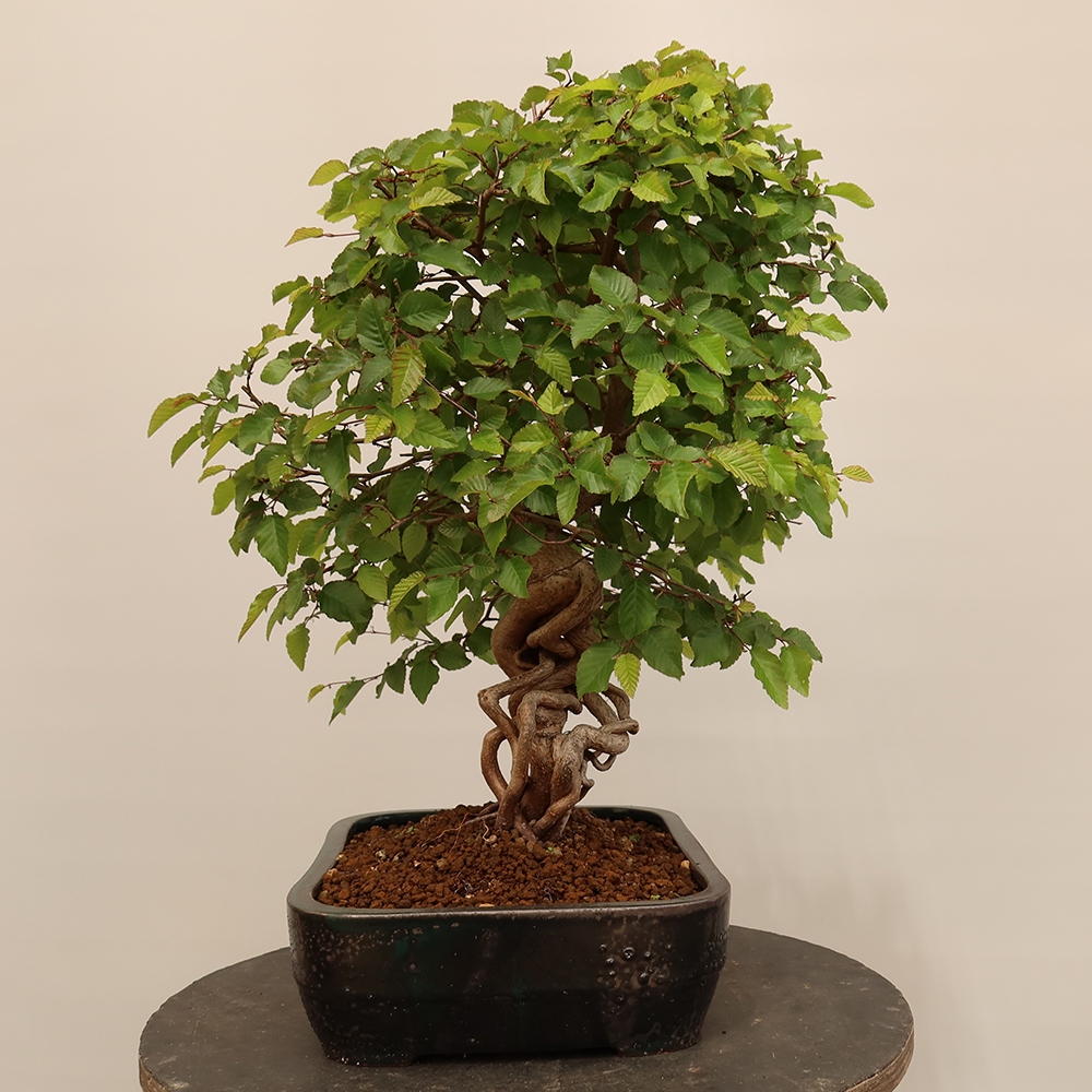 Venkovní bonsai -Carpinus Coreana - Habr korejský