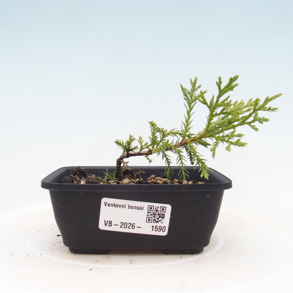 Venkovní bonsai - Juniperus chinensis Itoigawa -Jalovec čínský