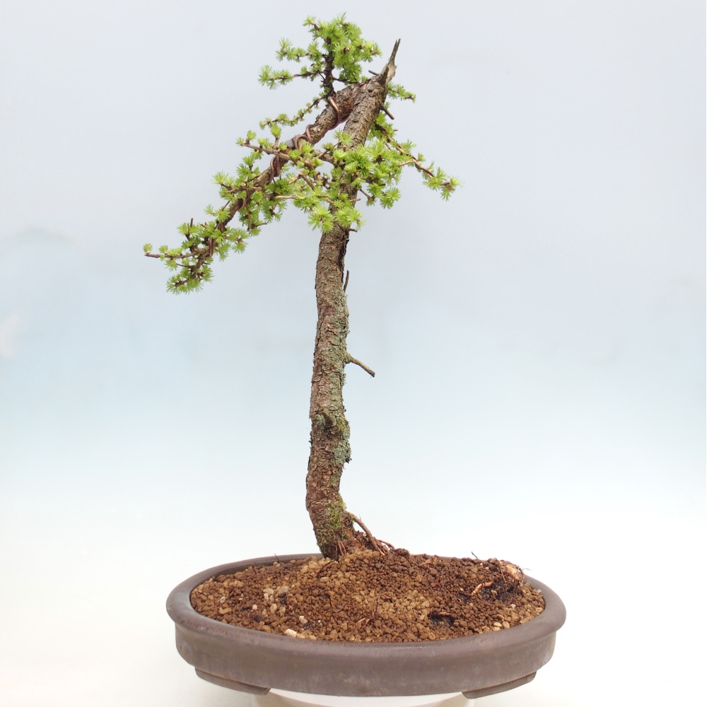 Venkovní bonsai -Larix decidua - Modřín opadavý - Pouze paletová přeprava