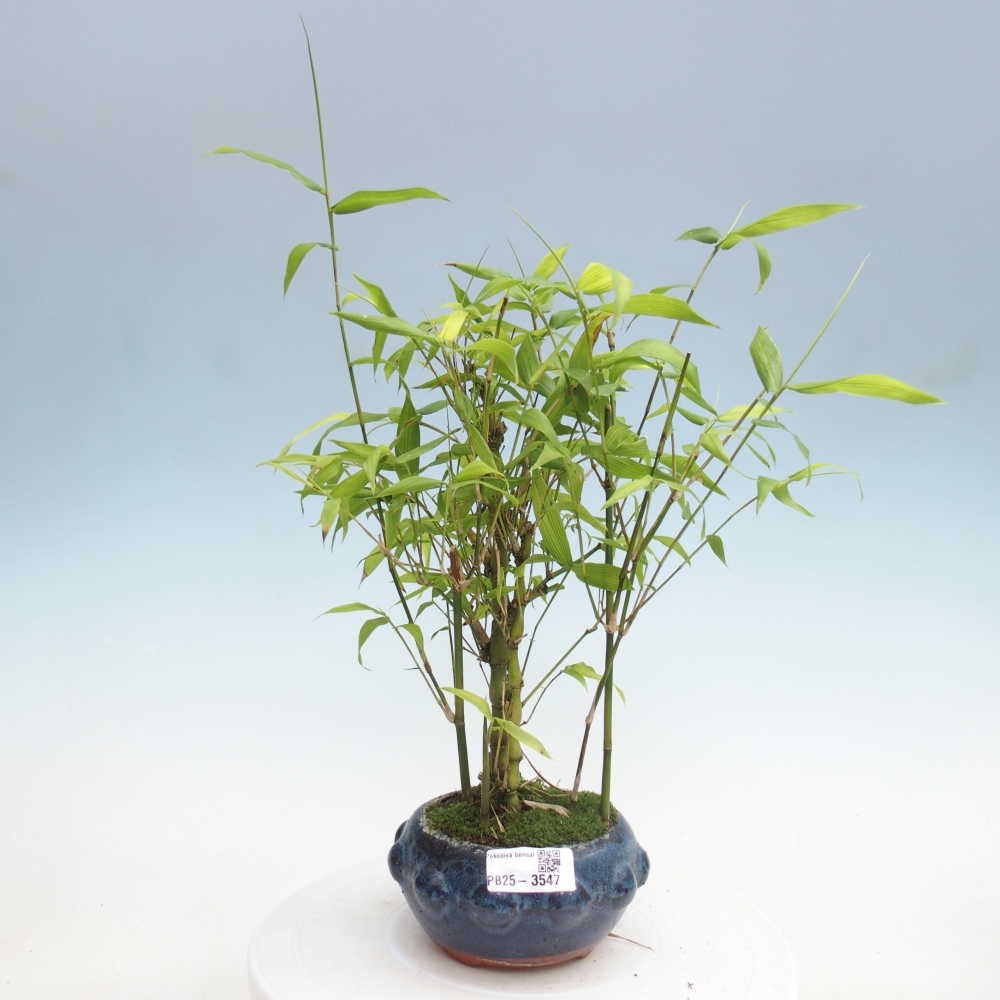 Pokojová bonsai - Bambus budha-Bambus budhovo břicho