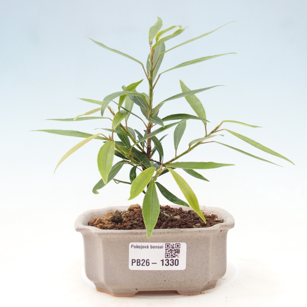 Pokojová bonsai - Ficus nerifolia -  malolistý fíkus