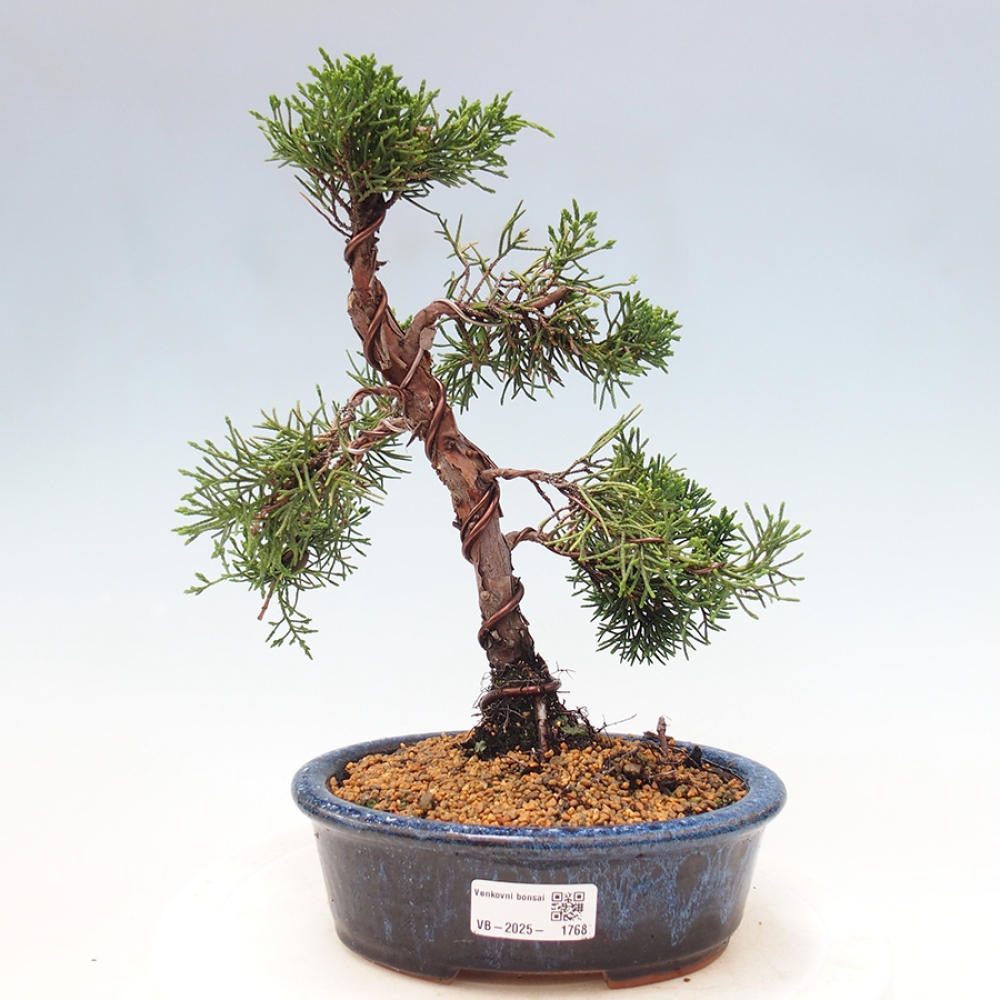 Venkovní bonsai - Juniperus chinensis Kishu -Jalovec čínský