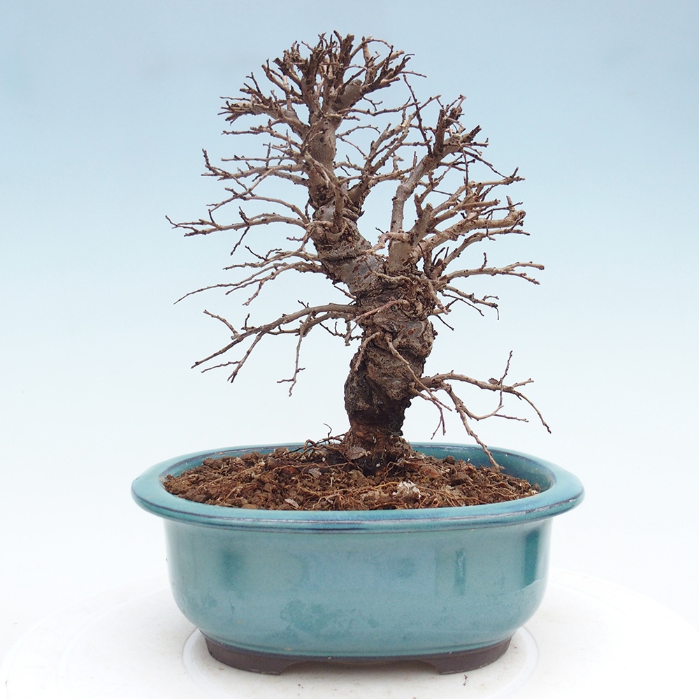 Venkovní bonsai - Zelkova - Zelkova NIRE