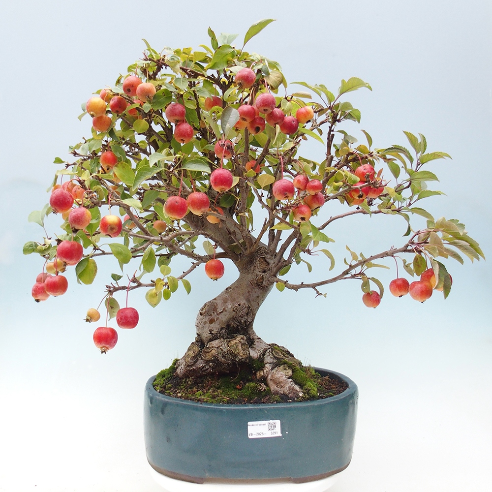 Venkovní bonsai -Malus halliana - Maloplodá jabloň