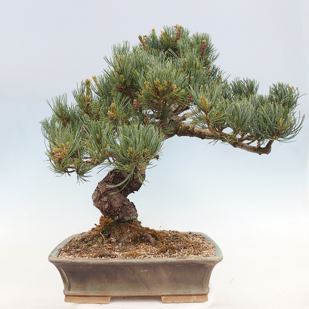 Venkovní bonsai - Pinus parviflora - Borovice drobnokvětá