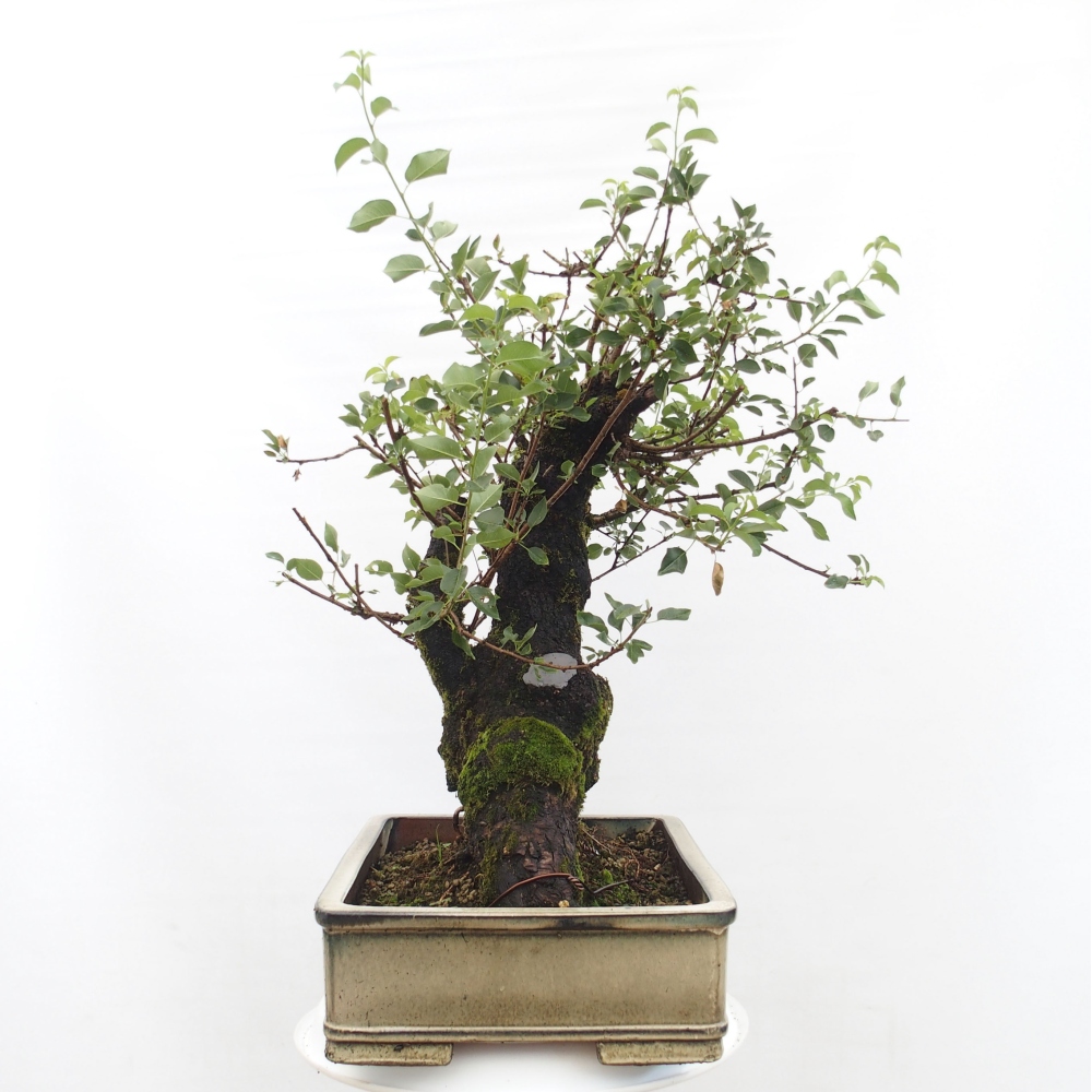 Venkovní bonsai - Mahalebka - Prunus mahaleb