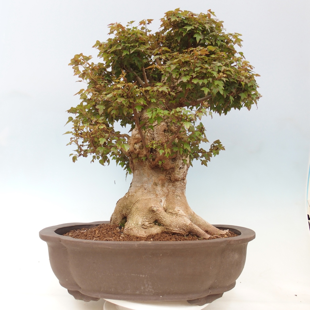 Venkovní bonsai - Acer Buergerianum - Javor Burgerův