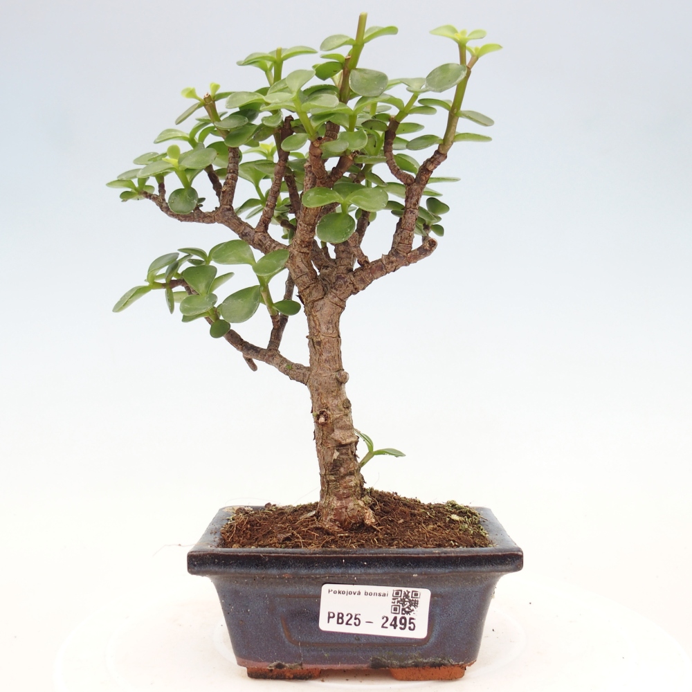 Pokojová bonsai - Portulakaria Afra - Tlustice