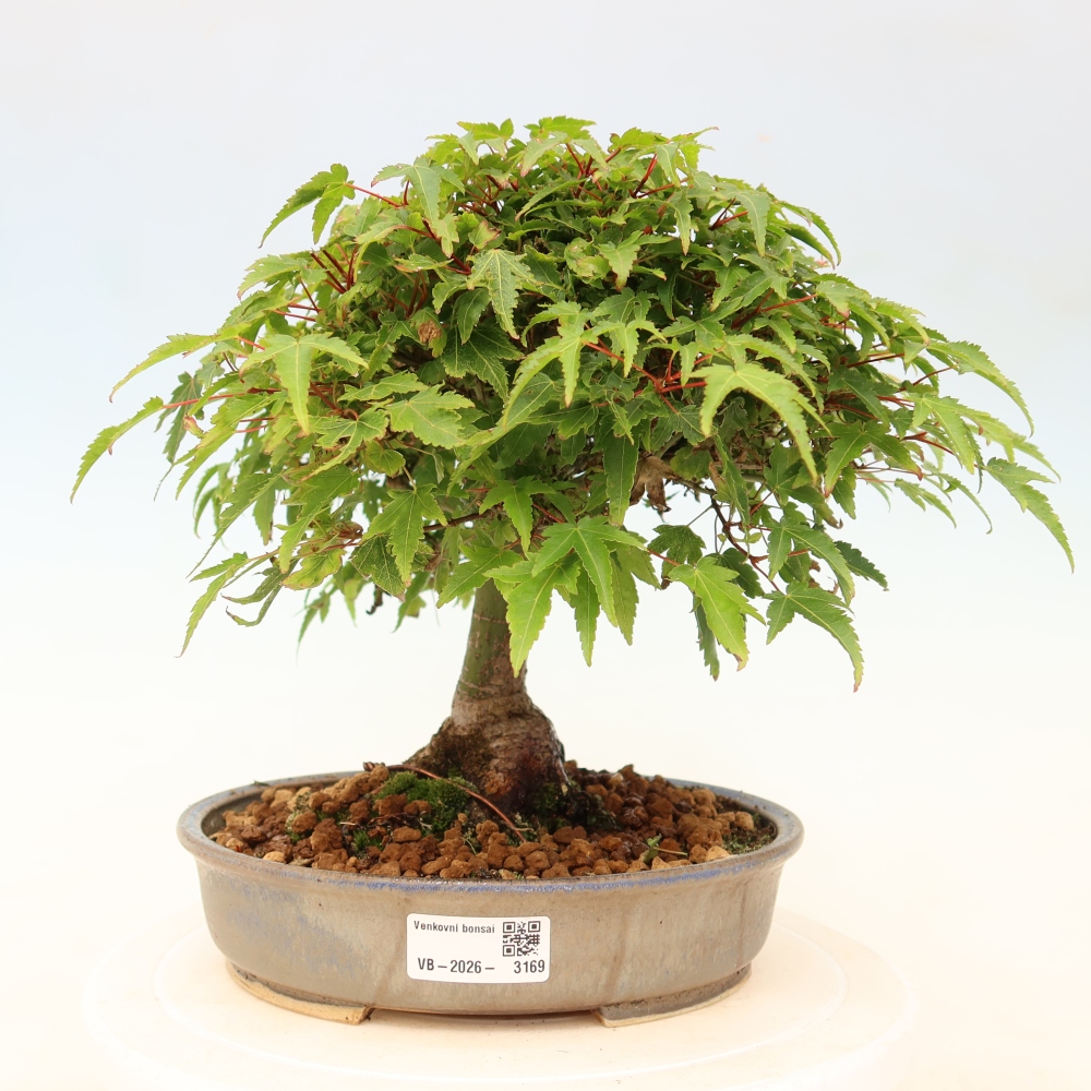 Acer palmatum KIOHIME - Javor dlanitolistý