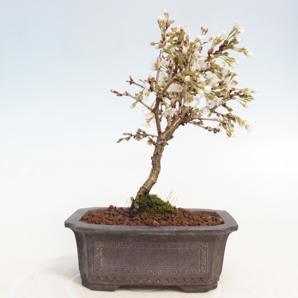 Venkovní bonsai - Prunus incisa Kojou-no mai-Slivoň vyříznutá