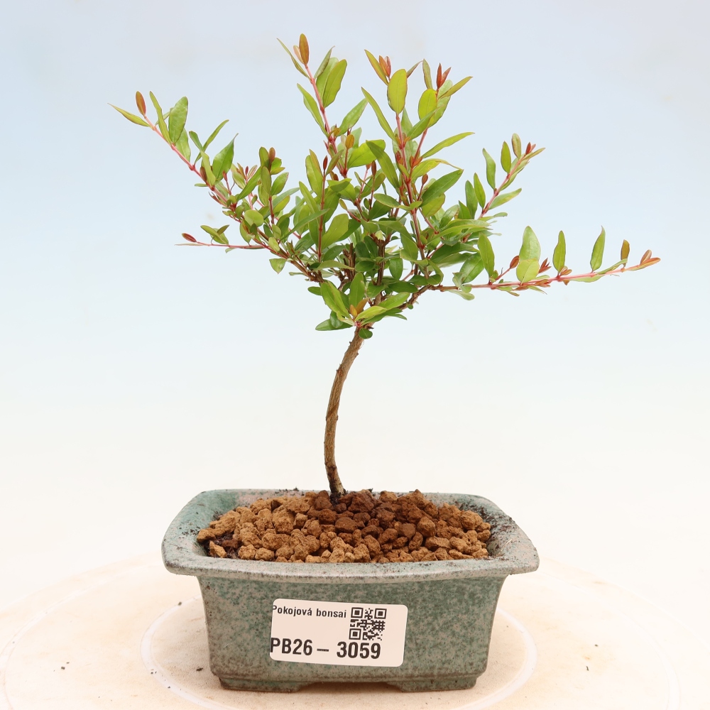 Pokojová bonsai-PUNICA granatum nana-Granátové jablko
