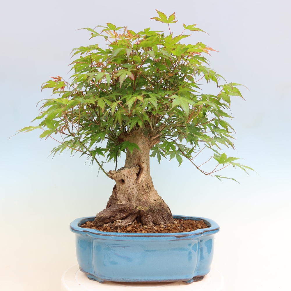Venkovní bonsai - Javor Burgerův - Acer Burgerianum 
