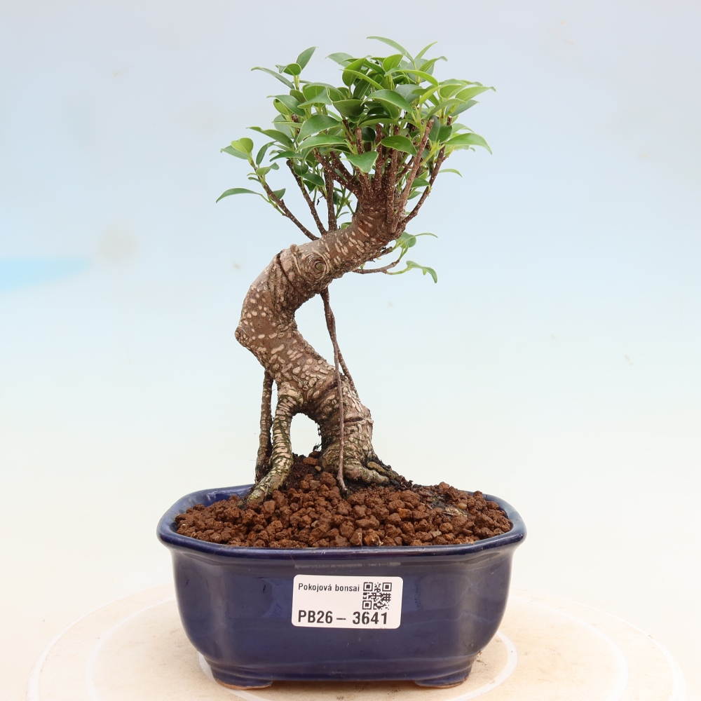 Pokojová bonsai - Ficus kimmen -  malolistý fíkus
