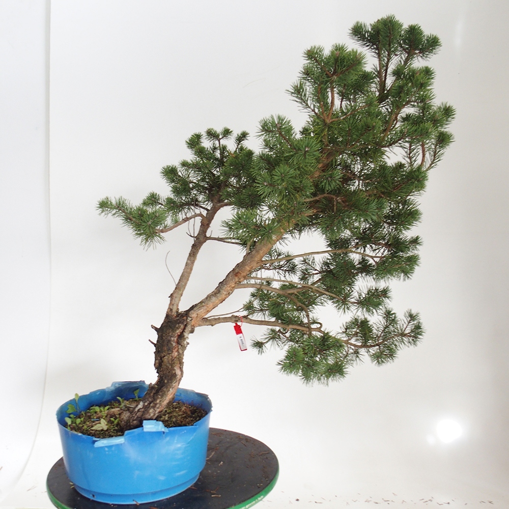Yamadori - Pinus sylvestris Španělsko