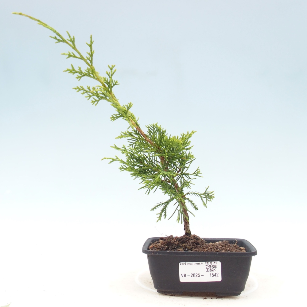 Venkovní bonsai - Juniperus chinensis Itoigawa -Jalovec čínský