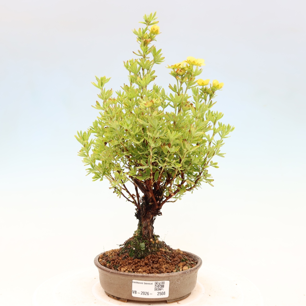 Venkovní bonsai-Mochna křovitá - potentila fruticosa 