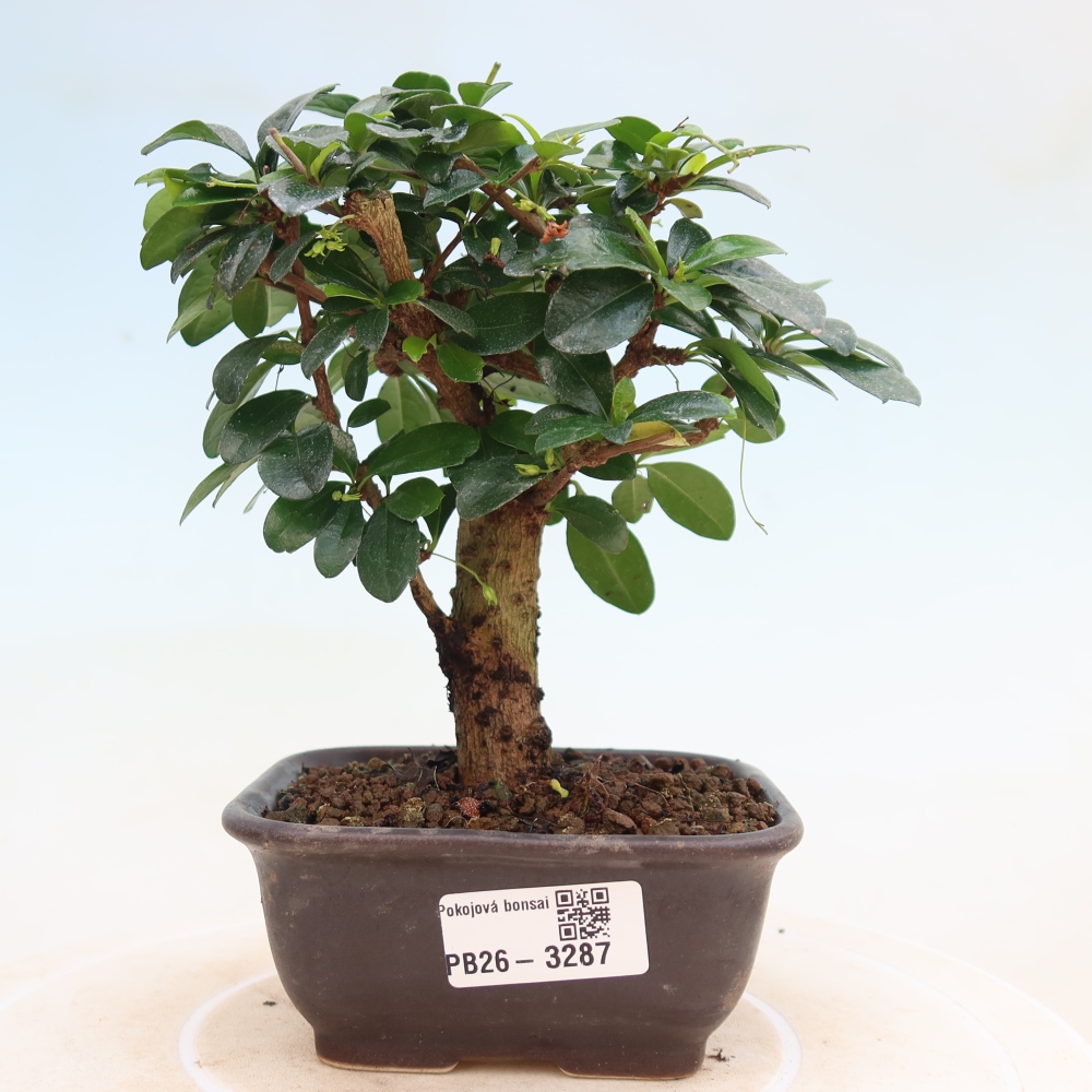 Pokojová bonsai - Carmona macrophylla - Čaj fuki