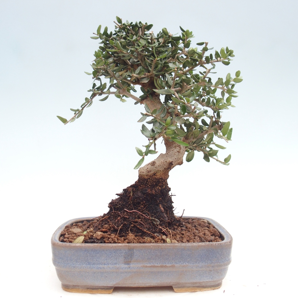 Pokojová bonsai - Olea europaea sylvestris -Oliva evropská drobnolistá