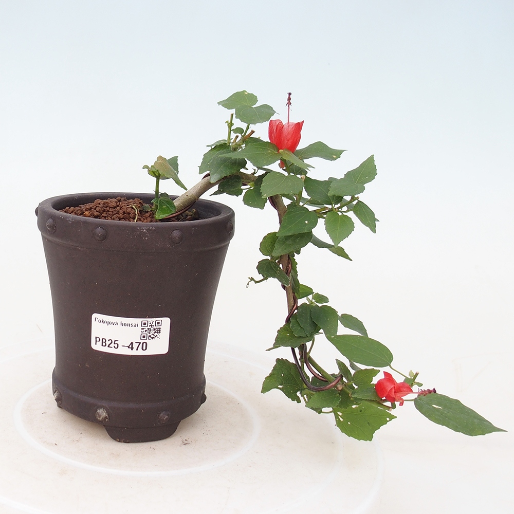 Pokojová bonsai - Malvaviscus arboreus - ibiškovec dřevnatý
