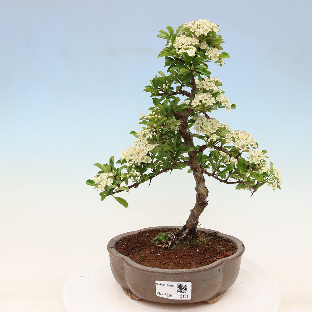 Venkovní bonsai - Pyracantha teton - Hlohyně šarlatová