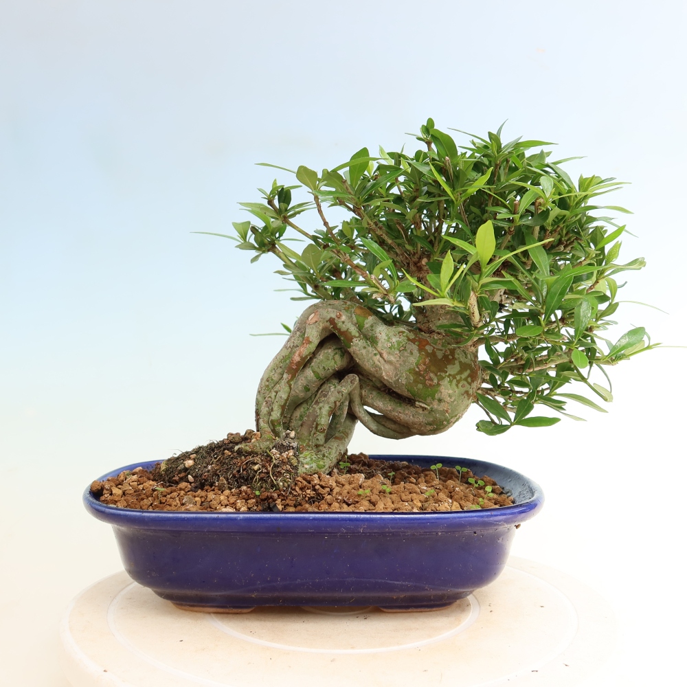 Pokojová bonsai - Gardenia jasminoides-Gardenie