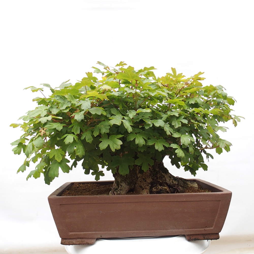 Venkovní bonsai -Javor babyka - Acer campestre