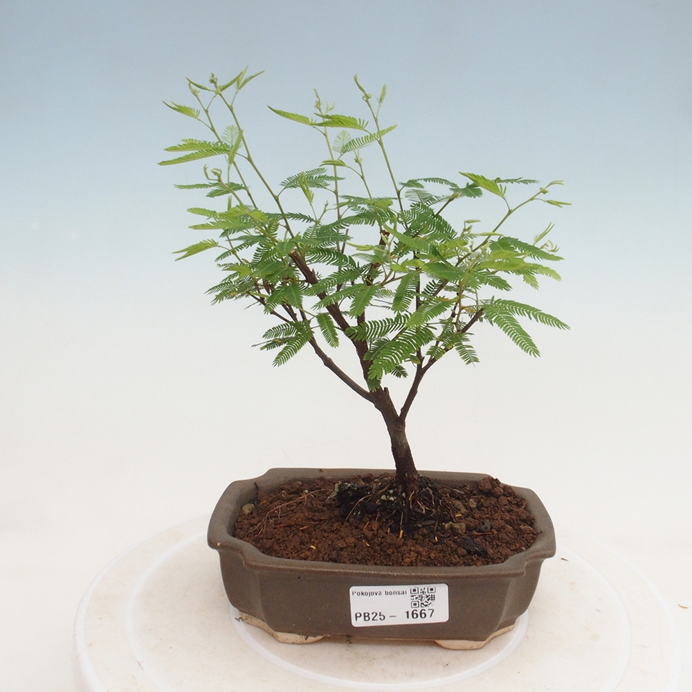 Pokojová bonsai-Calliandra surinamensis Dixie Pink - Kaliandra Suriámská
