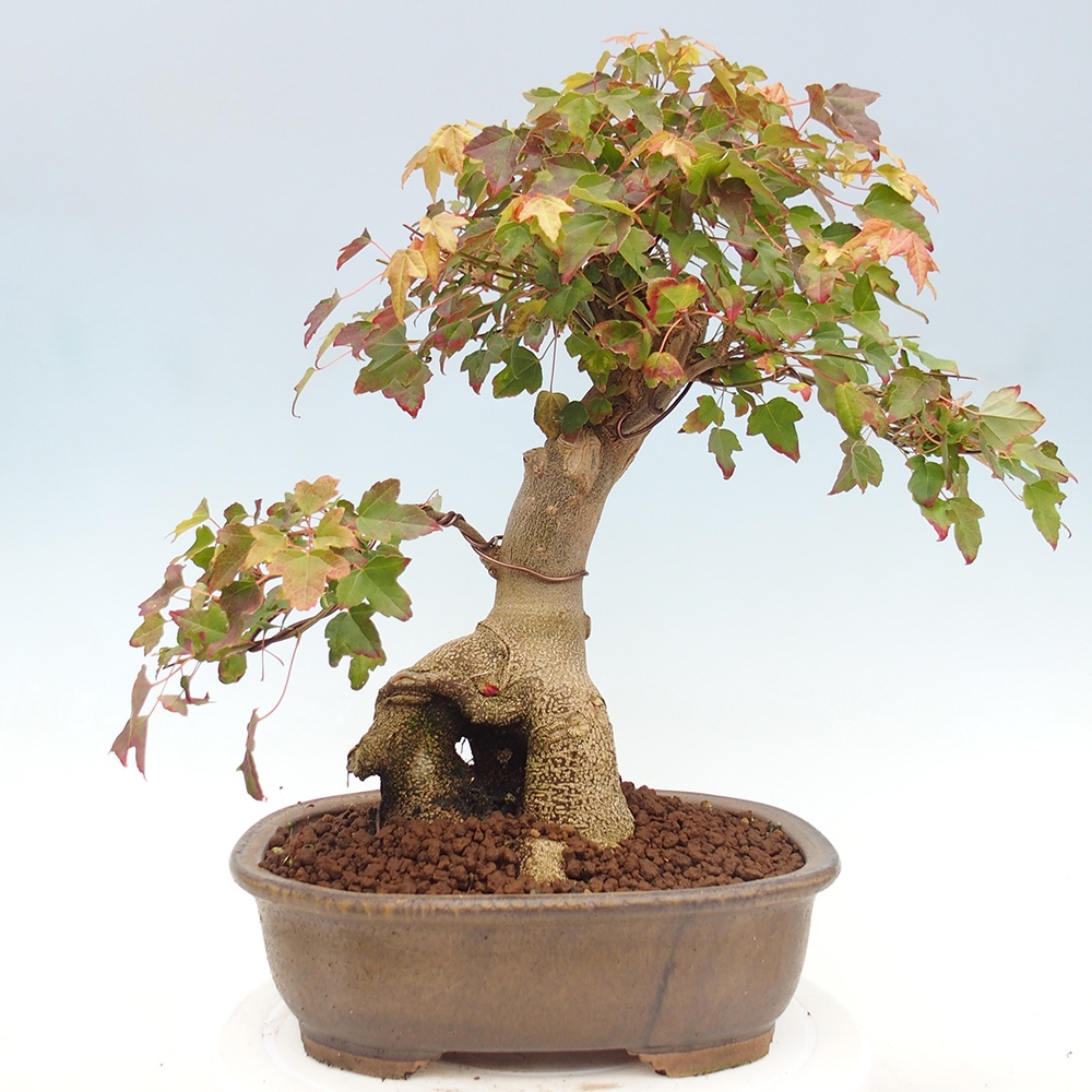 Venkovní bonsai - Acer Buergerianum - Javor Burgerův