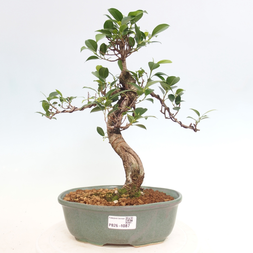 Pokojová bonsai - Ficus retusa -  malolistý fíkus