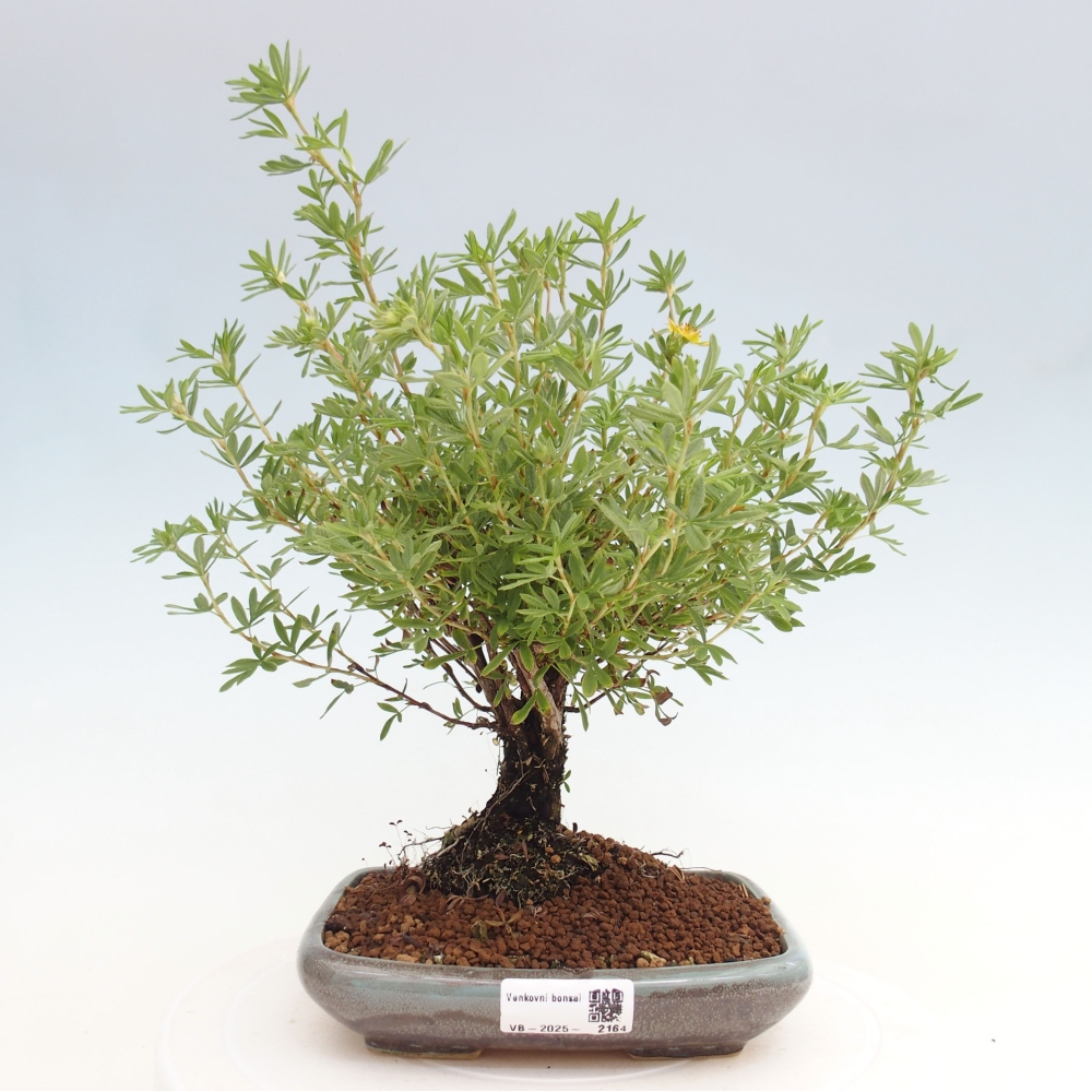Venkovní bonsai-Mochna křovitá - potentila fruticosa yellow Bird