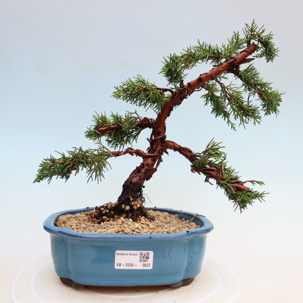Venkovní bonsai - Juniperus chinensis Kishu -Jalovec čínský