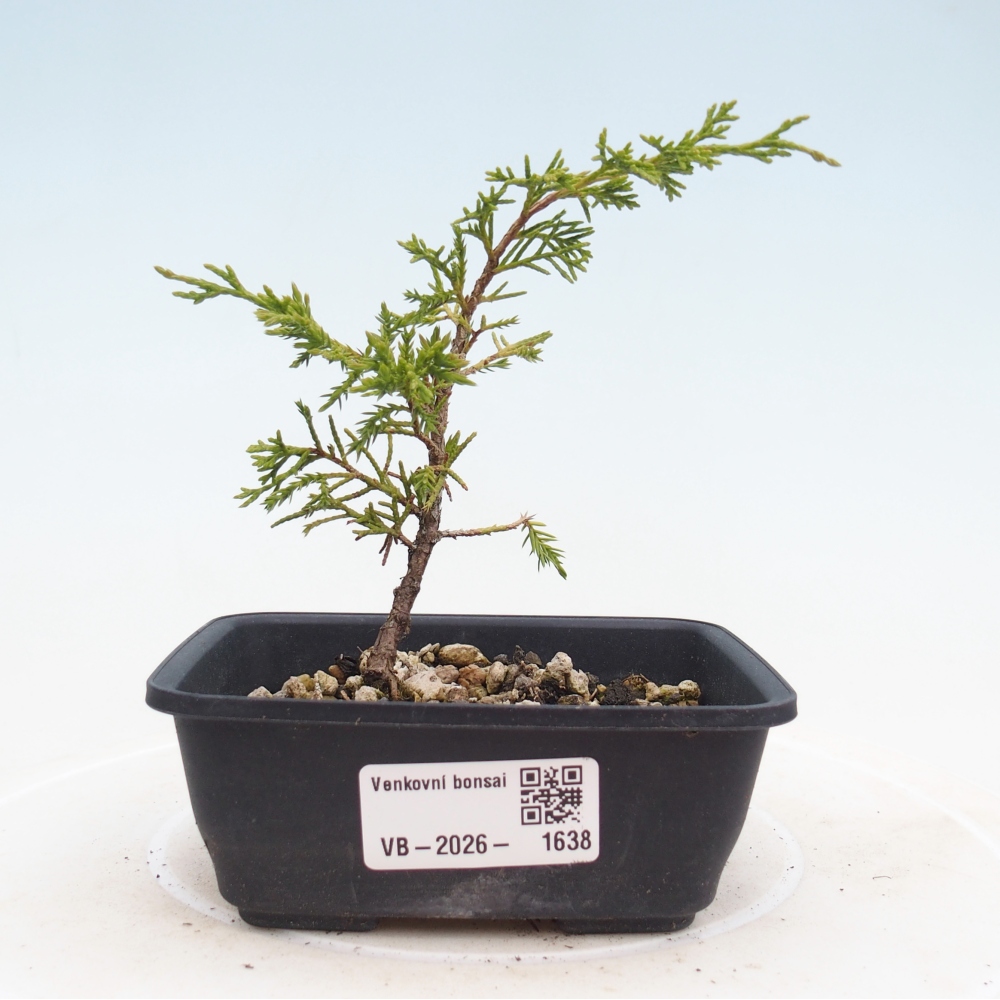Venkovní bonsai - Juniperus chinensis Itoigawa -Jalovec čínský