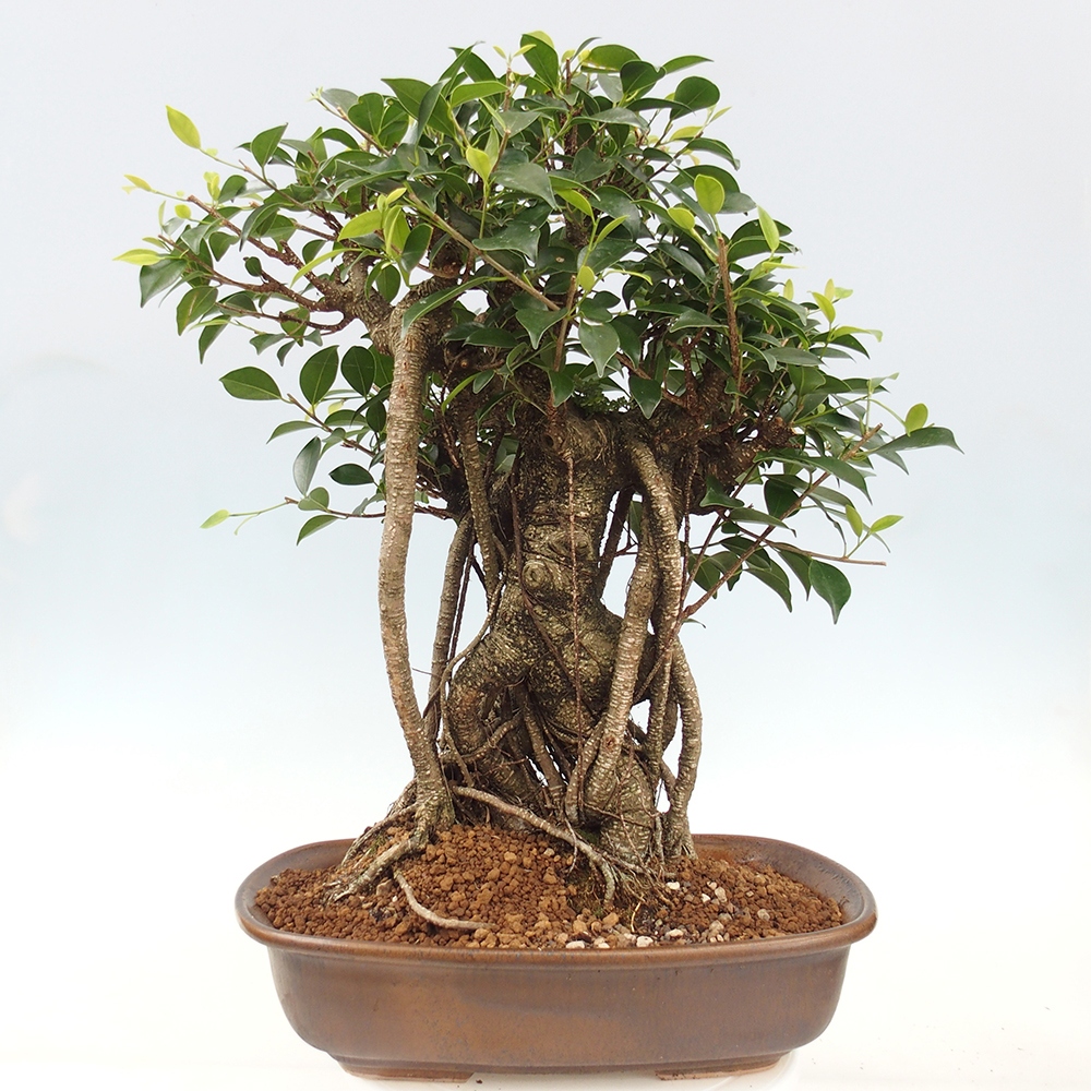 Pokojová bonsai - Ficus kimmen -  malolistý fíkus - POUZE OSOBNÍ ODBĚR nebo paletová přeprava