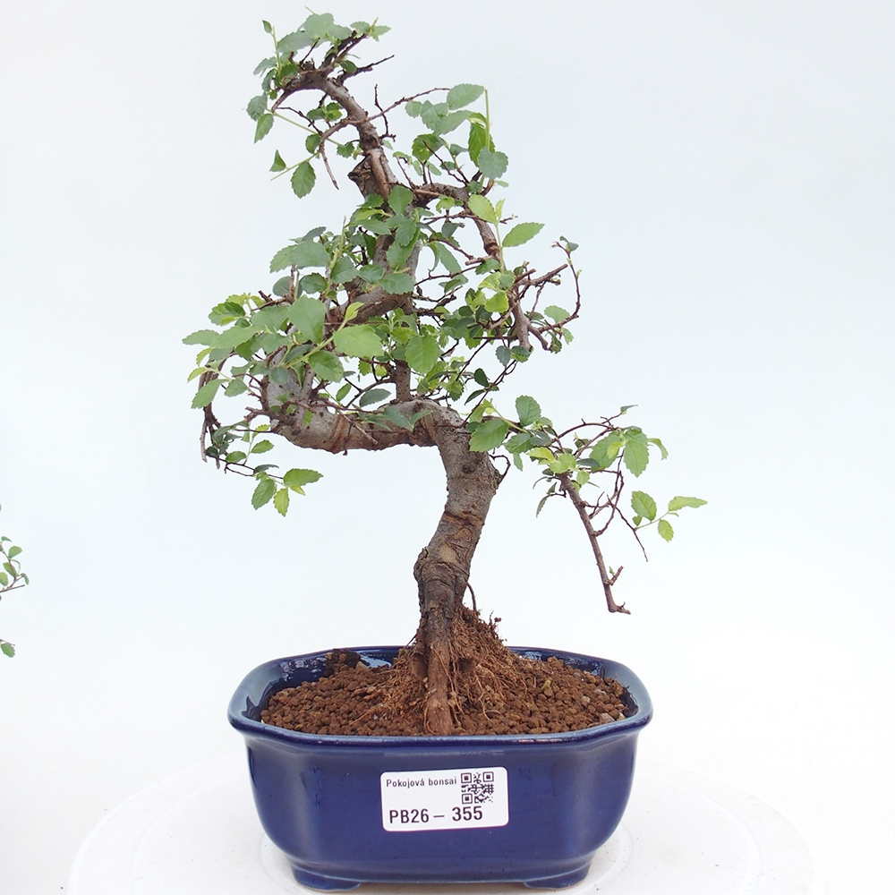 Pokojová bonsai - Ulmus parvifolia - Malolistý jilm